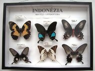 Motýle z Indonézie